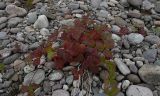 Rubus saxatilis