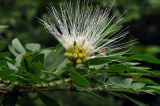 Calliandra haematocephala. Часть ветви с частично распустившимся соцветием (белоцветковая форма). Сингапур, Singapore Botanic Gardens. 18.08.2014.
