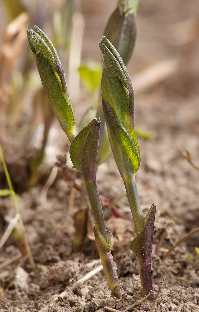 Image of Thermopsis lupinoides specimen.