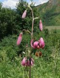 Lilium pilosiusculum