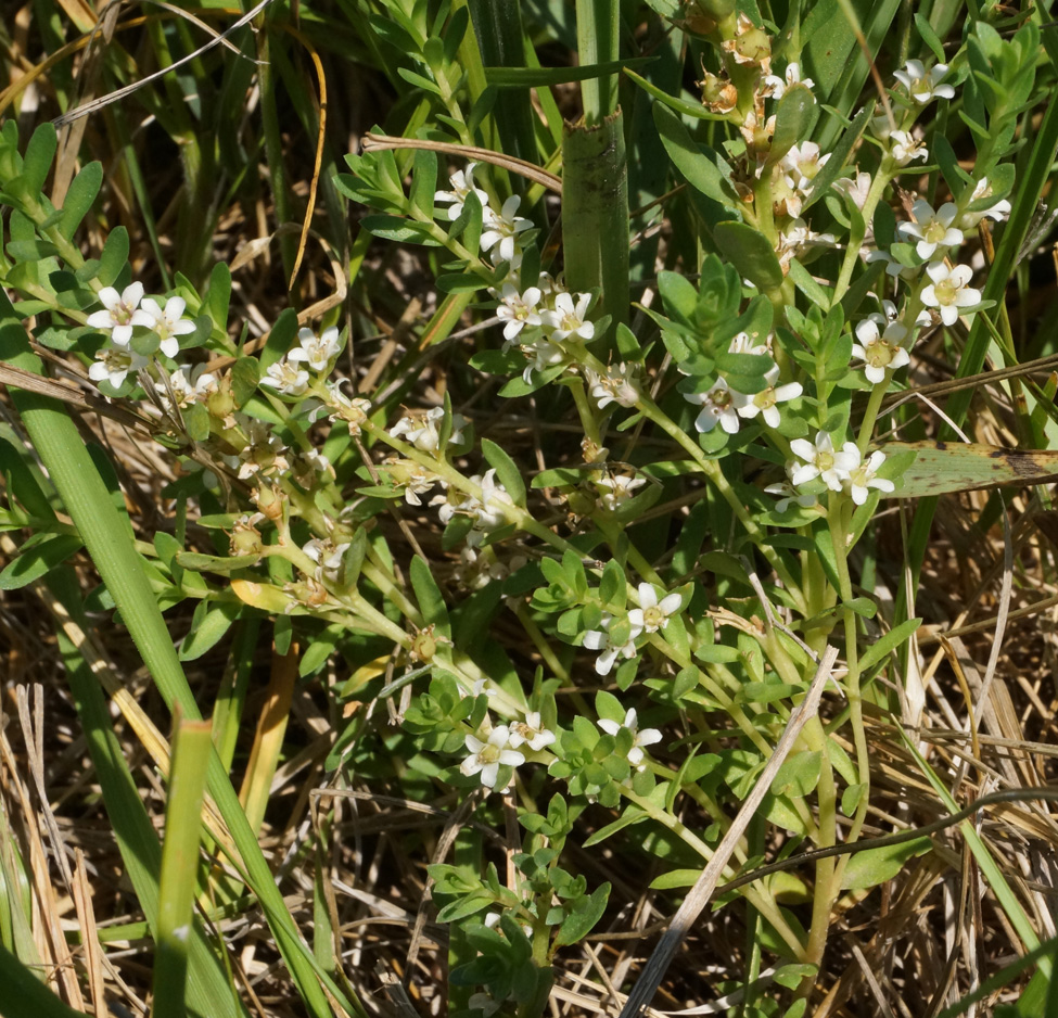 Image of Glaux maritima specimen.