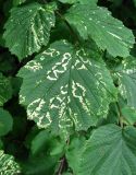 род Corylus