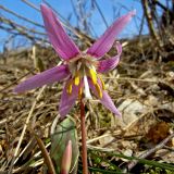 Erythronium sibiricum. Верхушка цветущего растения. Горный Алтай, левый берег р. Чуя перед порогом Бегемот, высокий травянистый склон. Начало мая 2010 г.