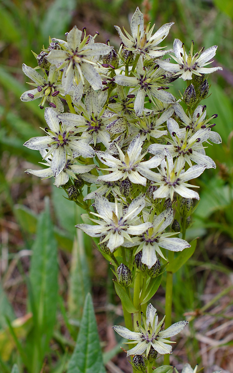 Image of Swertia banzragczii specimen.