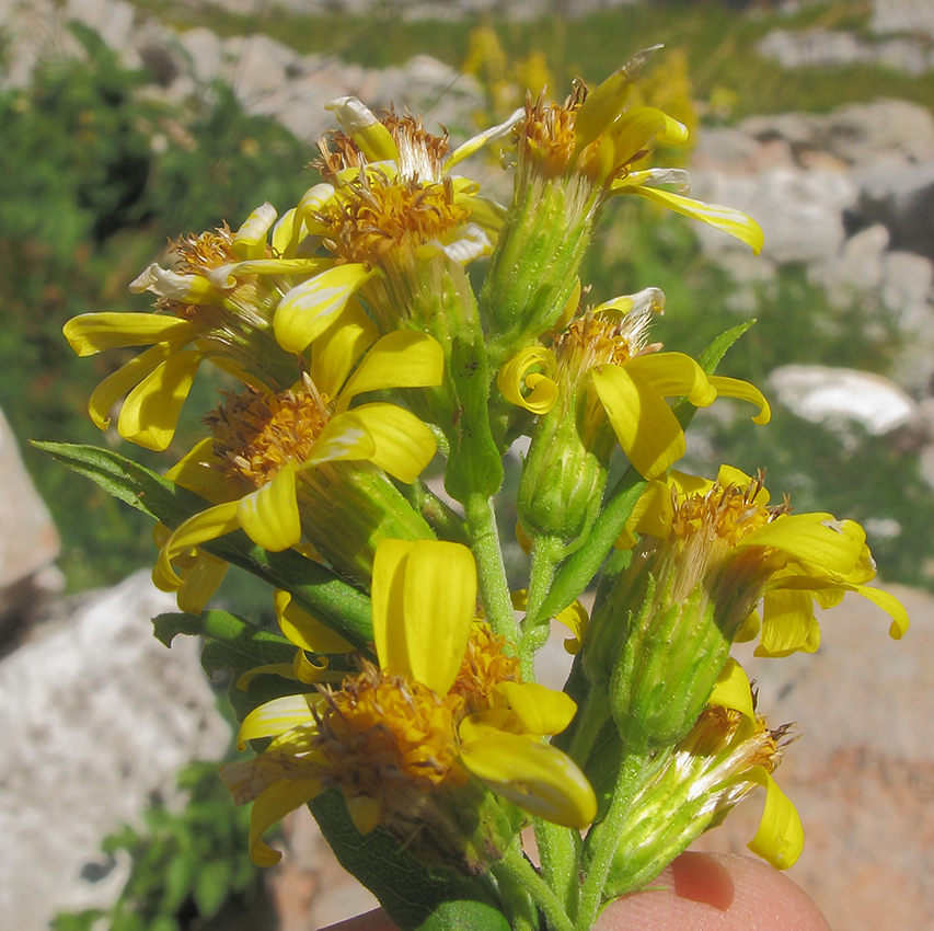 Image of Solidago virgaurea ssp. caucasica specimen.