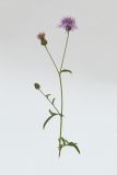 Centaurea scabiosa. Верхушка цветущего растения. Республика Молдова, пригород Кишинёва. 4 сентября 2008 г.