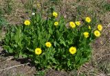 Doronicum altaicum. Цветущие растения. Тува, Тоджинский р-н, долина р. Аржаан-Хем (выс. около 1600 м н.у.м.), склон хребта Багас-Тайга. 08.07.2015.