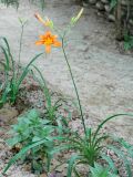 Hemerocallis fulva