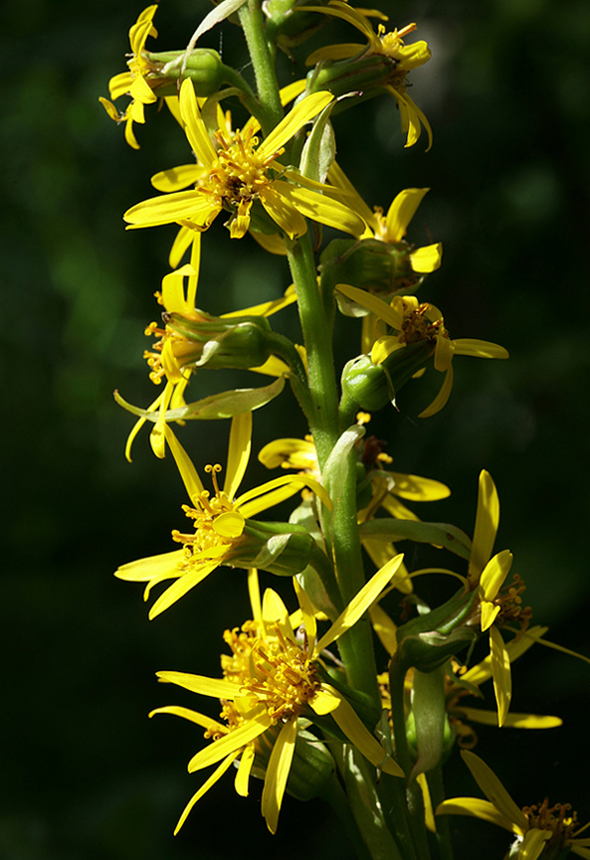 Image of Ligularia lydiae specimen.