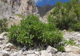 Salix caucasica
