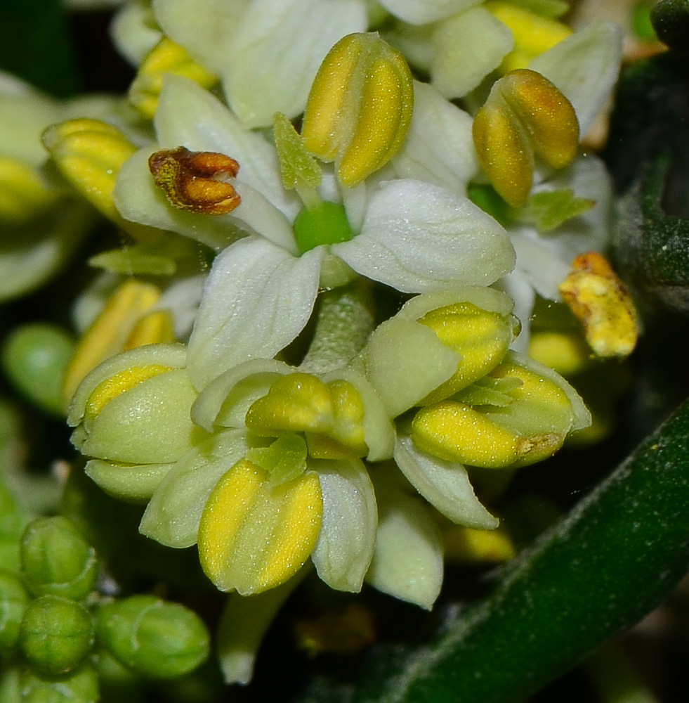 Image of Olea europaea specimen.