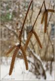 Betula pendula