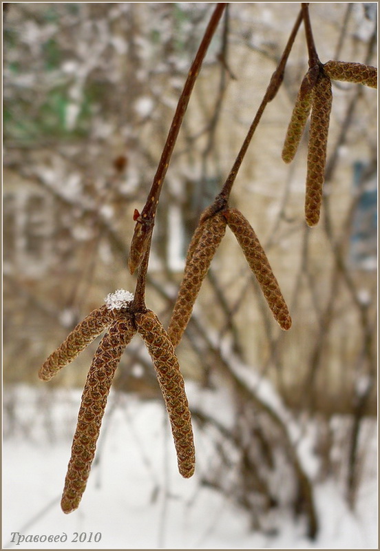 Изображение особи Betula pendula.