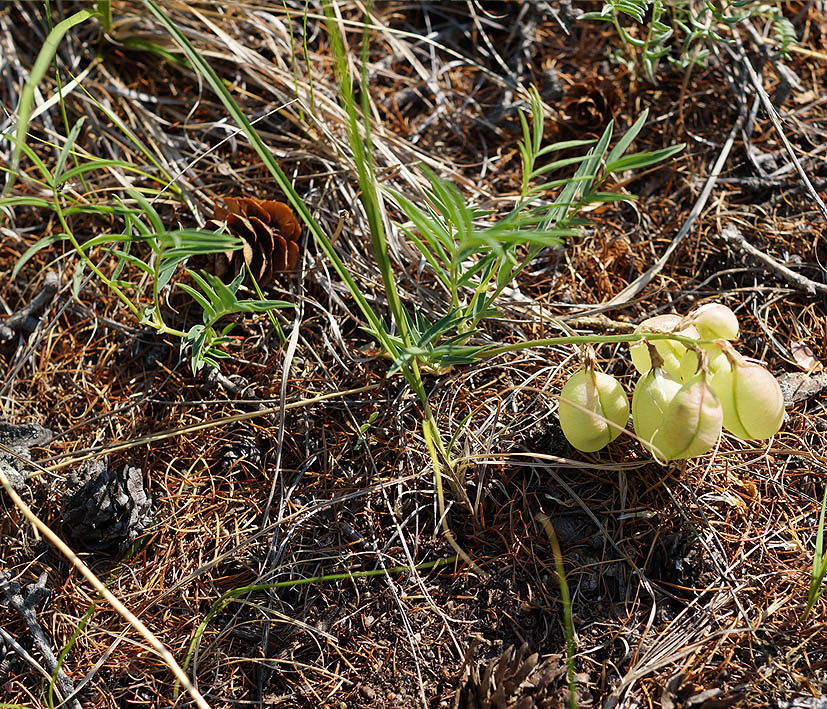 Изображение особи Astragalus chorinensis.