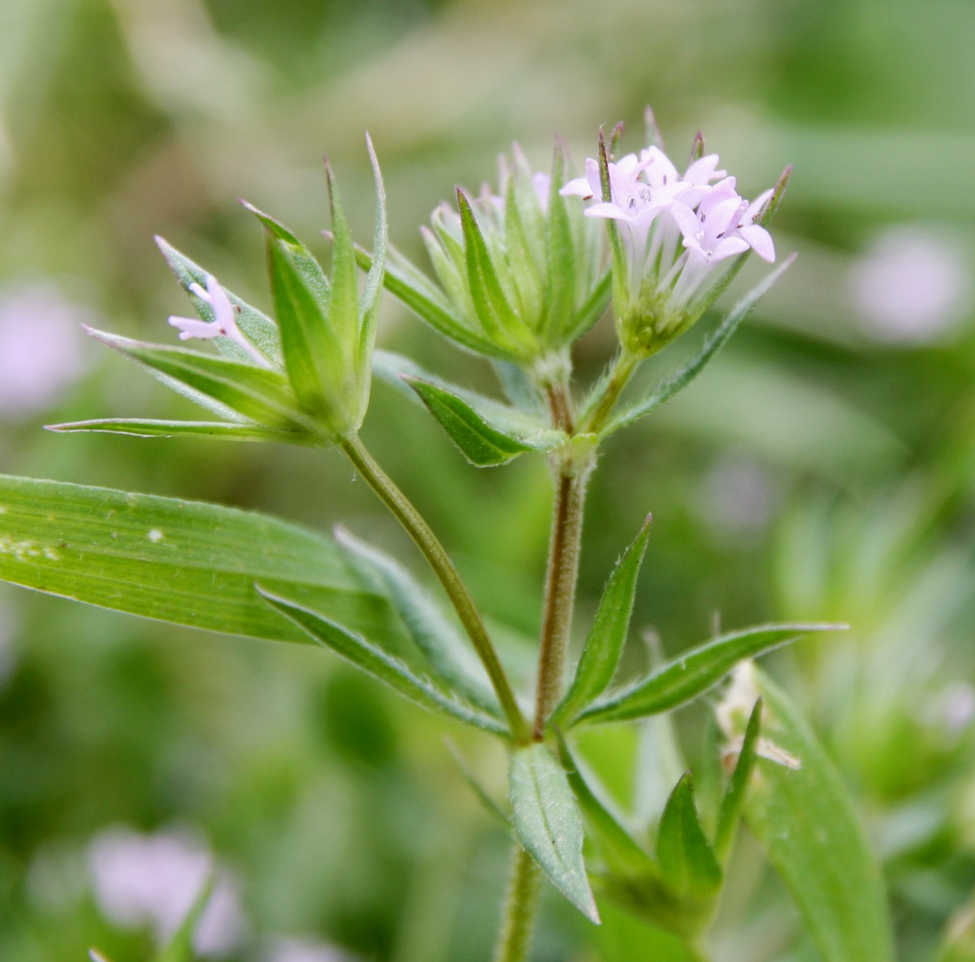 Image of Sherardia arvensis specimen.