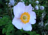 Anemone hupehensis