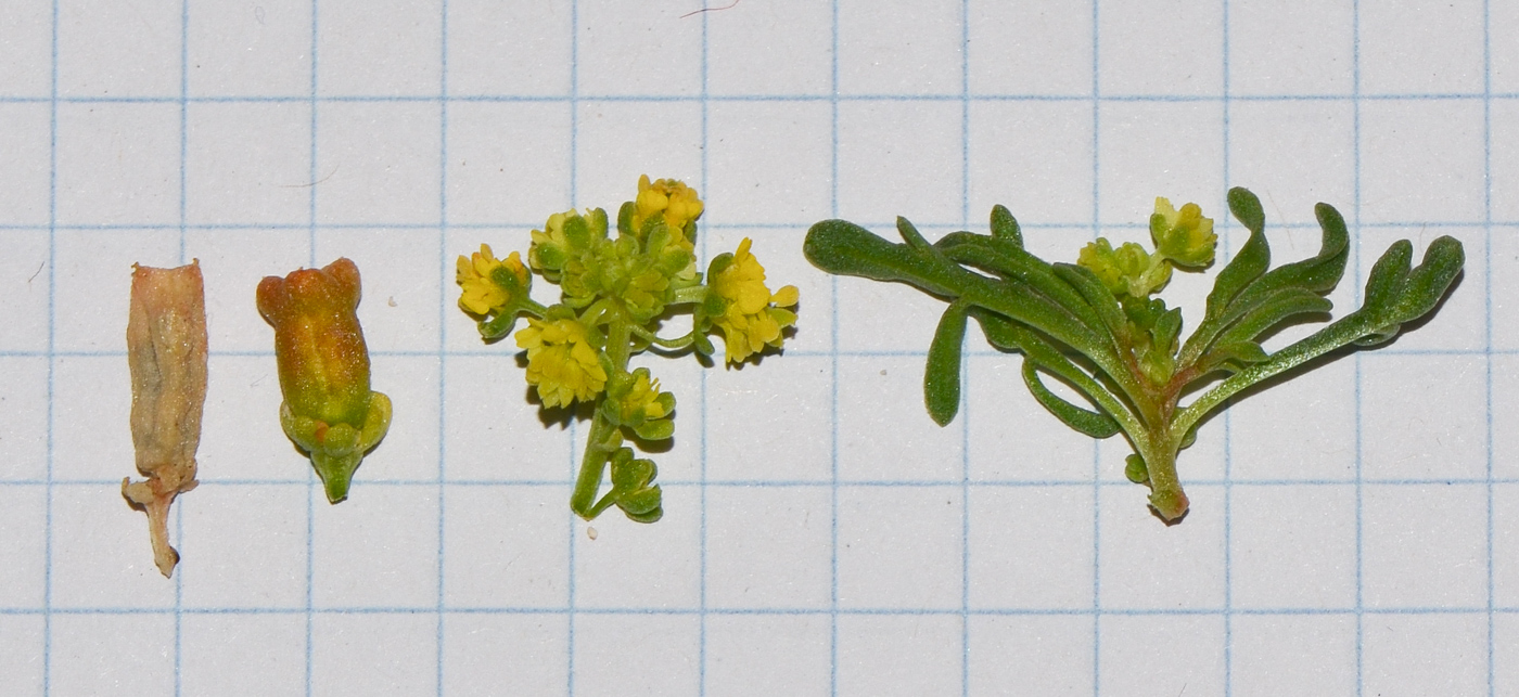 Image of Reseda crystallina specimen.