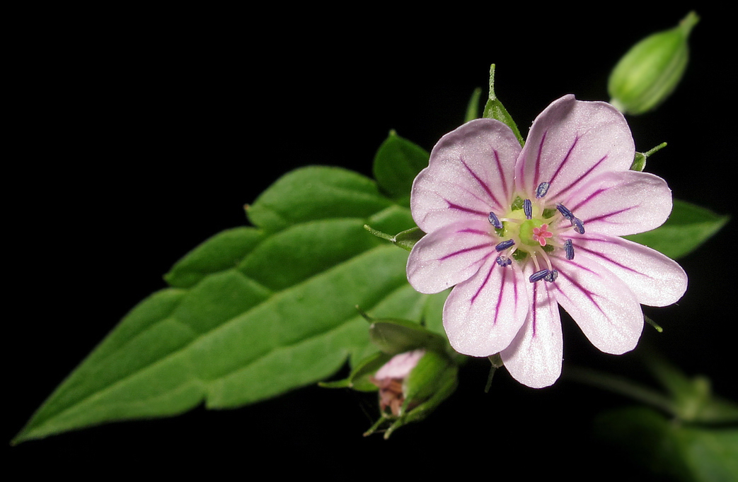 Изображение особи Geranium wilfordii.