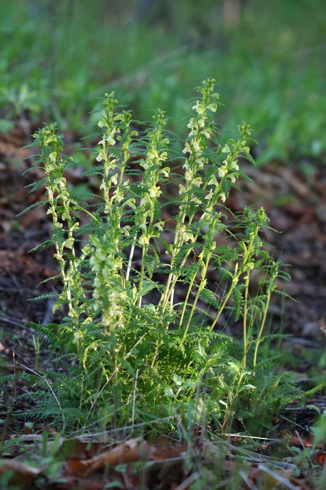 Image of Pedicularis mandshurica specimen.