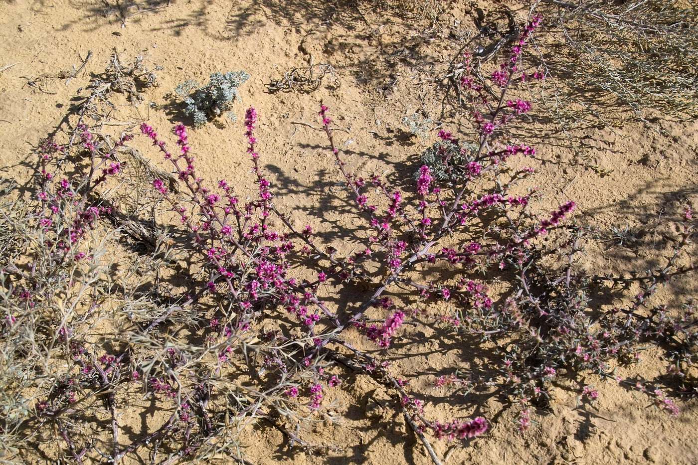 Изображение особи Salsola tragus.