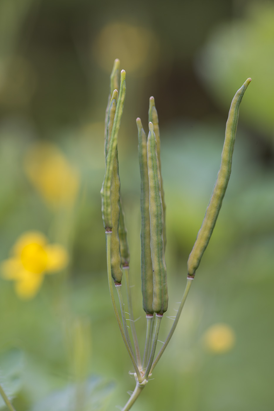 Изображение особи Chelidonium majus.