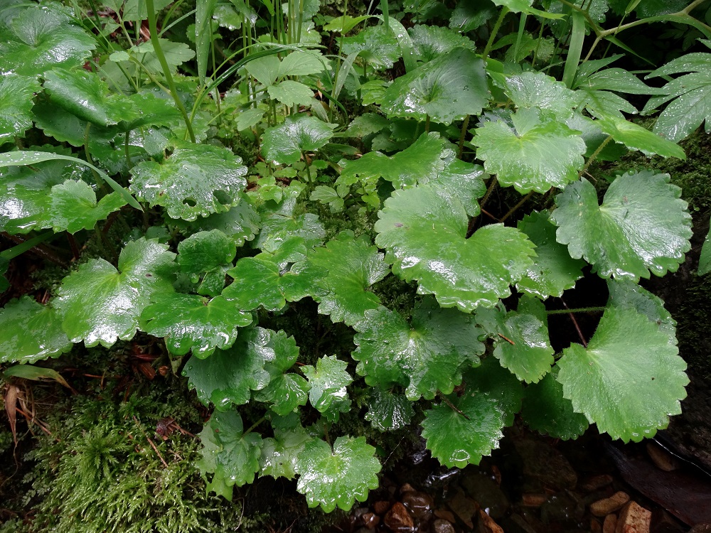 Изображение особи Micranthes manchuriensis.