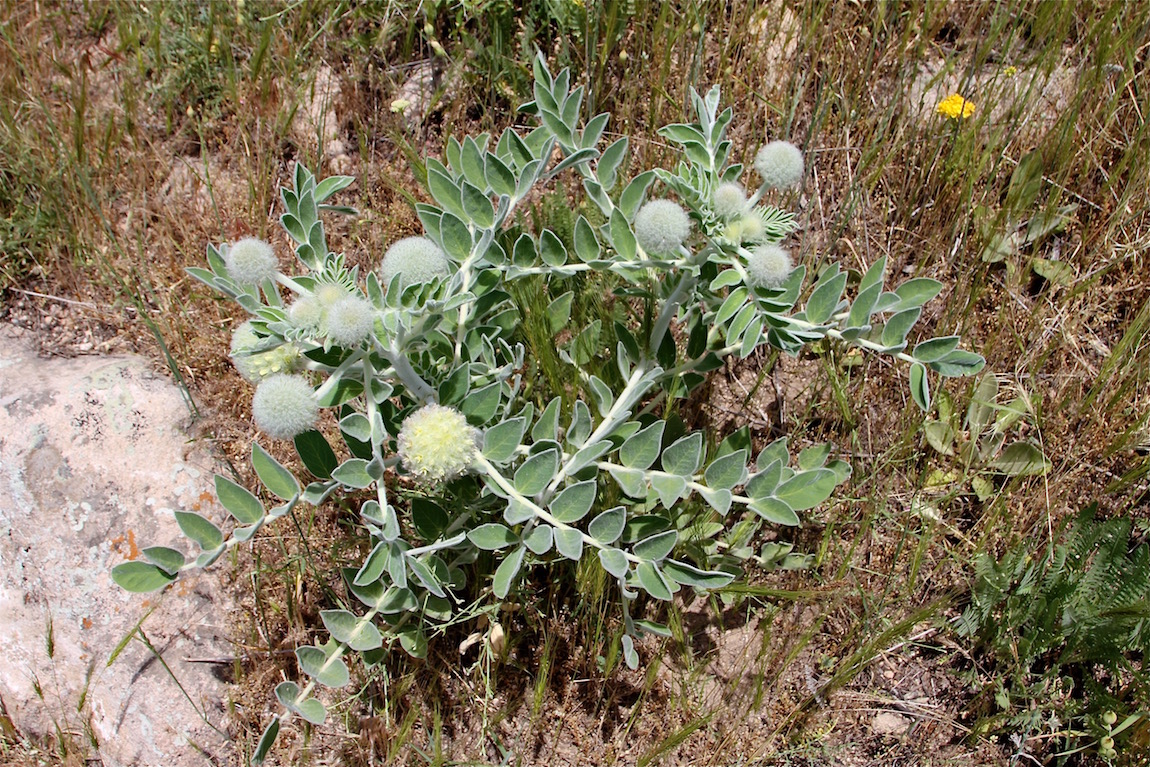 Image of Astragalus eximius specimen.