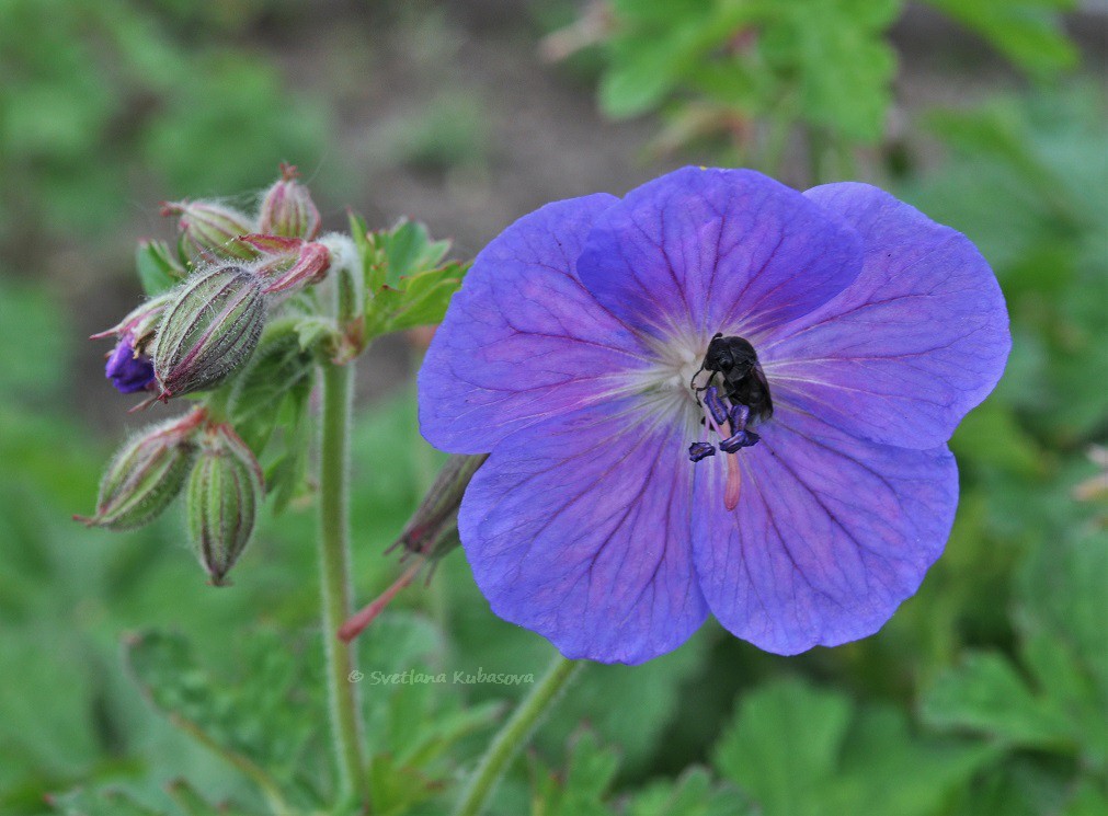 Изображение особи Geranium himalayense.