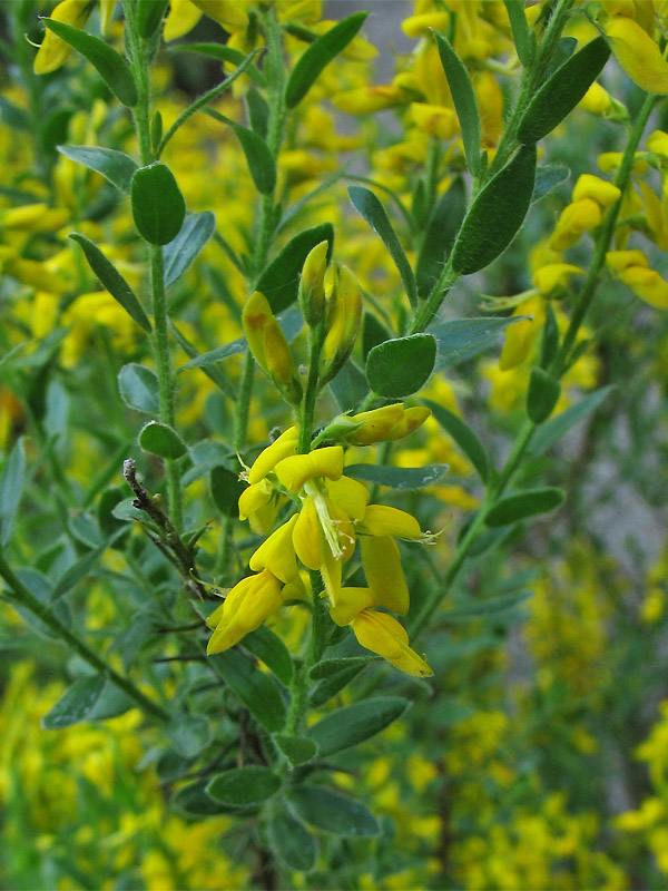 Изображение особи Genista germanica.