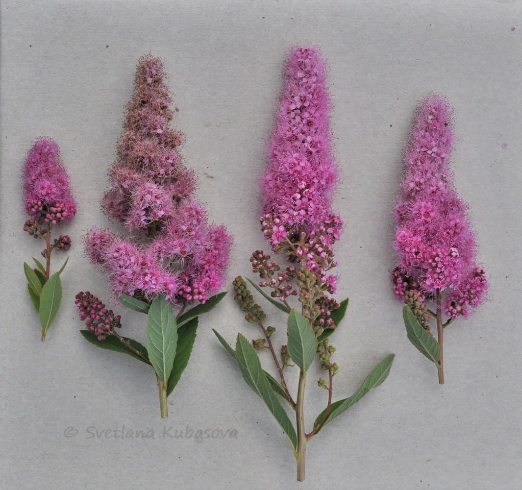 Image of Spiraea × billardii specimen.
