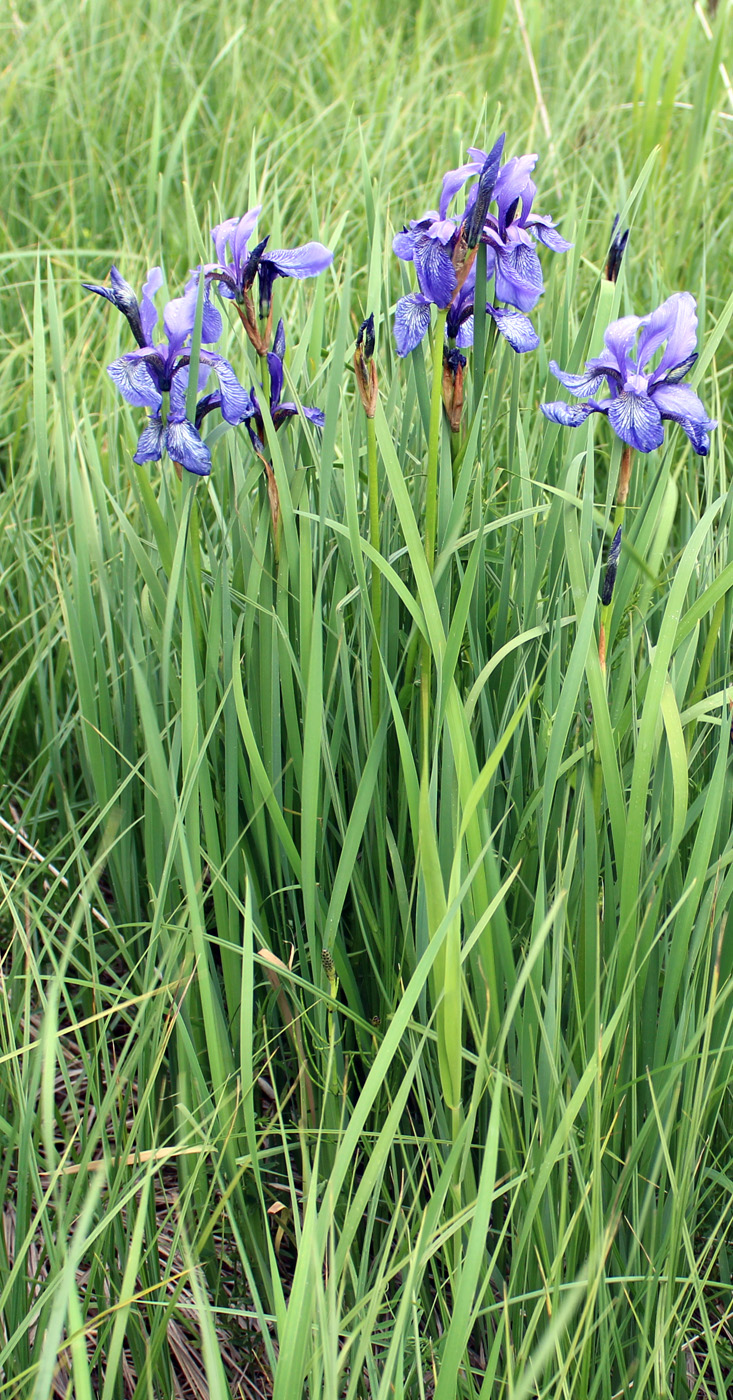 Image of Iris sibirica specimen.