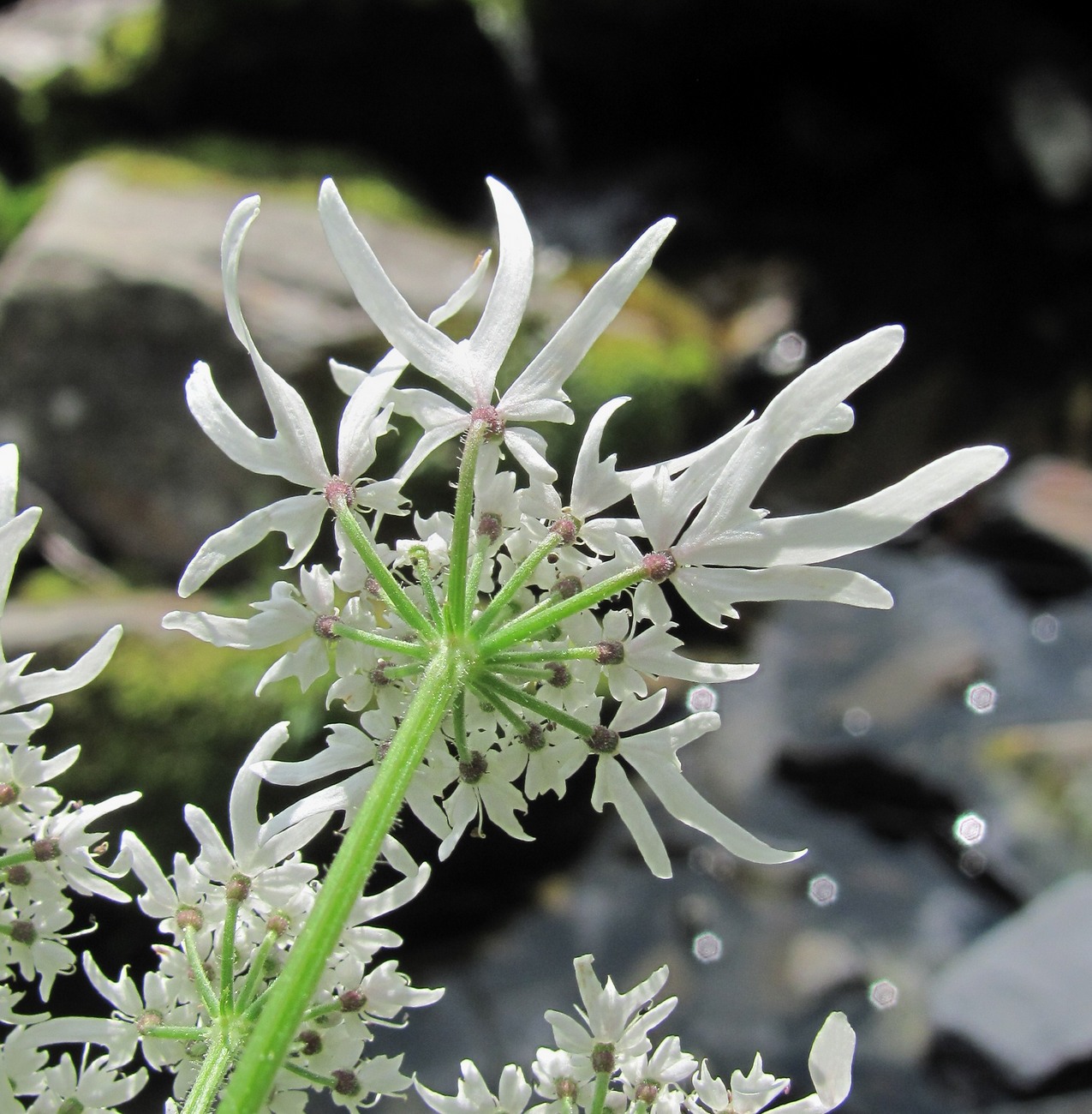 Image of Heracleum apiifolium specimen.