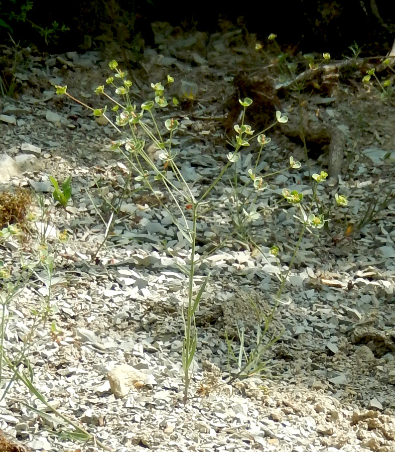 Image of Euphorbia leptocaula specimen.