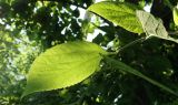 genus Celtis