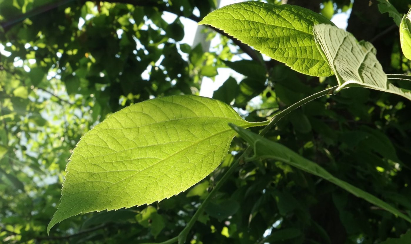 Image of genus Celtis specimen.