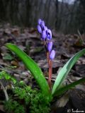 Scilla bifolia