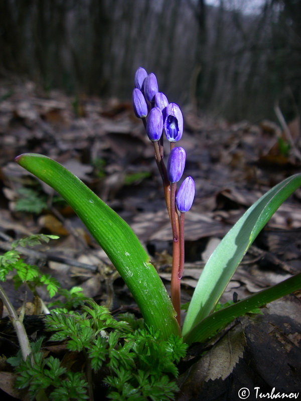 Image of Scilla bifolia specimen.