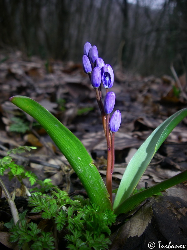 Изображение особи Scilla bifolia.