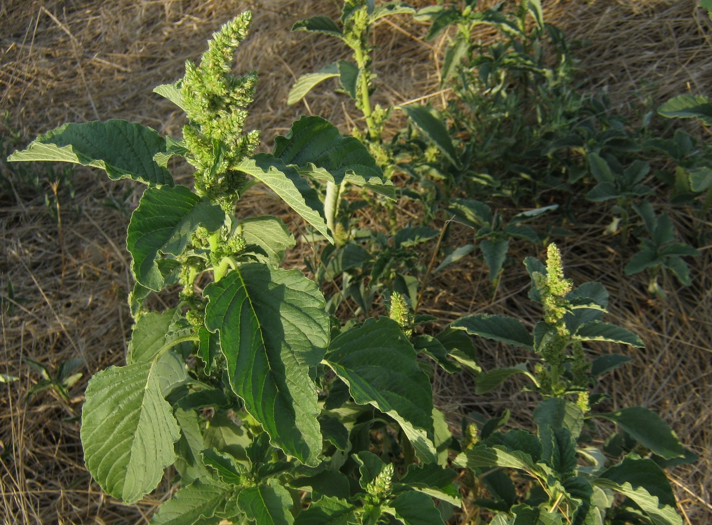 Изображение особи Amaranthus retroflexus.