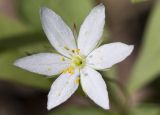 Trientalis europaea