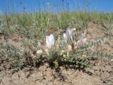 Astragalus sareptanus