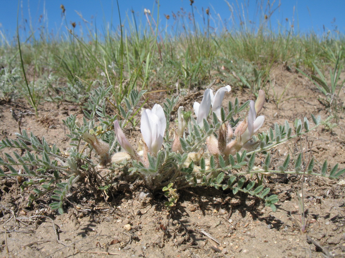 Изображение особи Astragalus sareptanus.