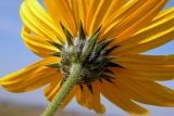 Helianthus tuberosus