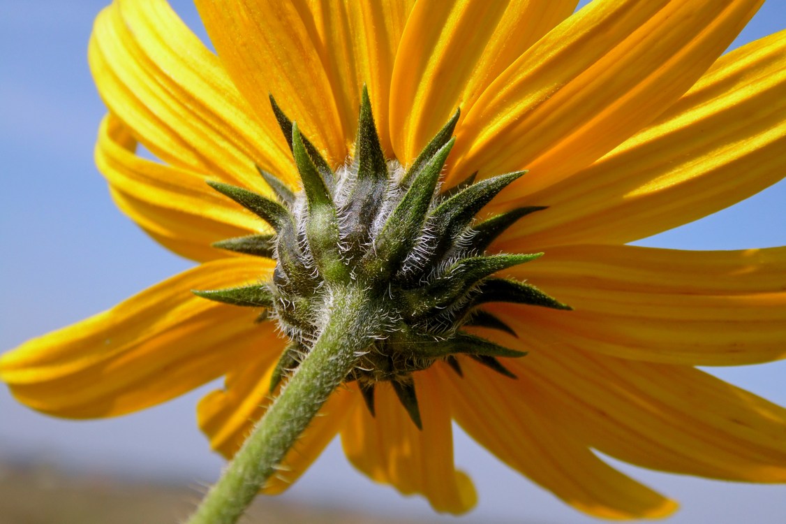 Image of Helianthus tuberosus specimen.