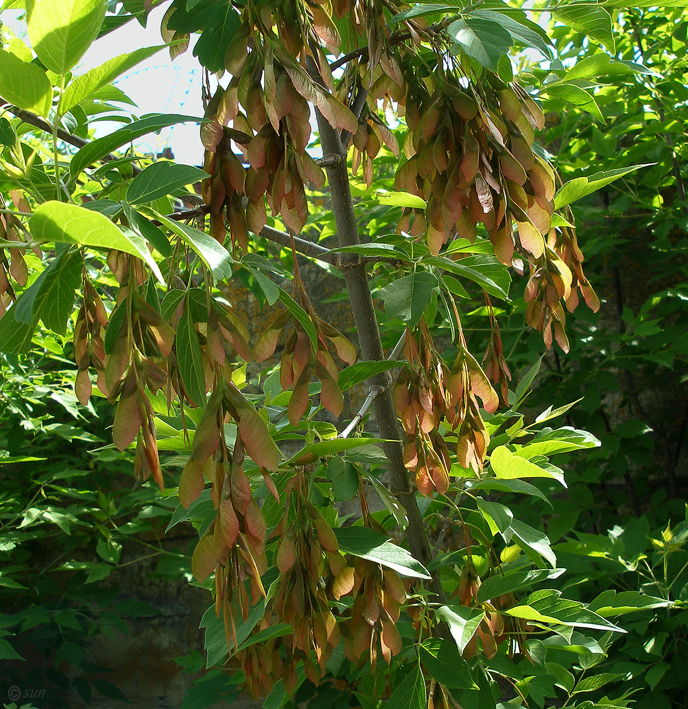 Image of Acer negundo specimen.