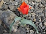 Tulipa alberti. Цветущее растение на щебнистой осыпи. Казахстан, Сырдарьинский Каратау, Каратауский заповедник, ур. Казанбулак. 24.04.2013.