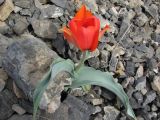 Tulipa alberti