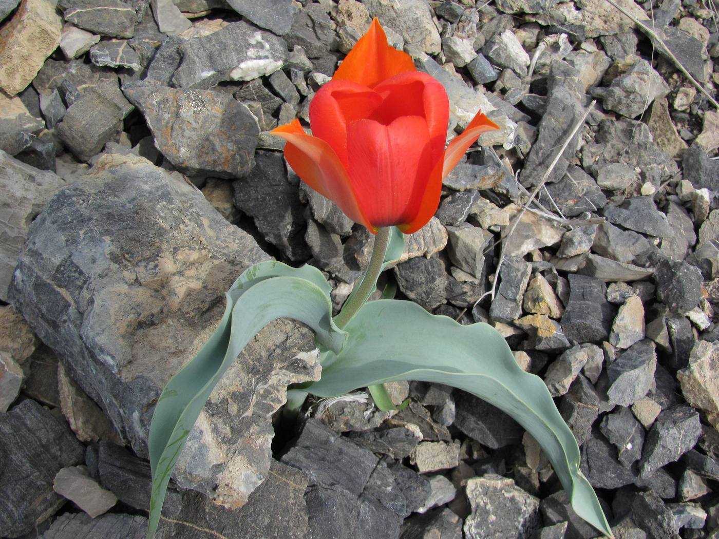 Изображение особи Tulipa alberti.