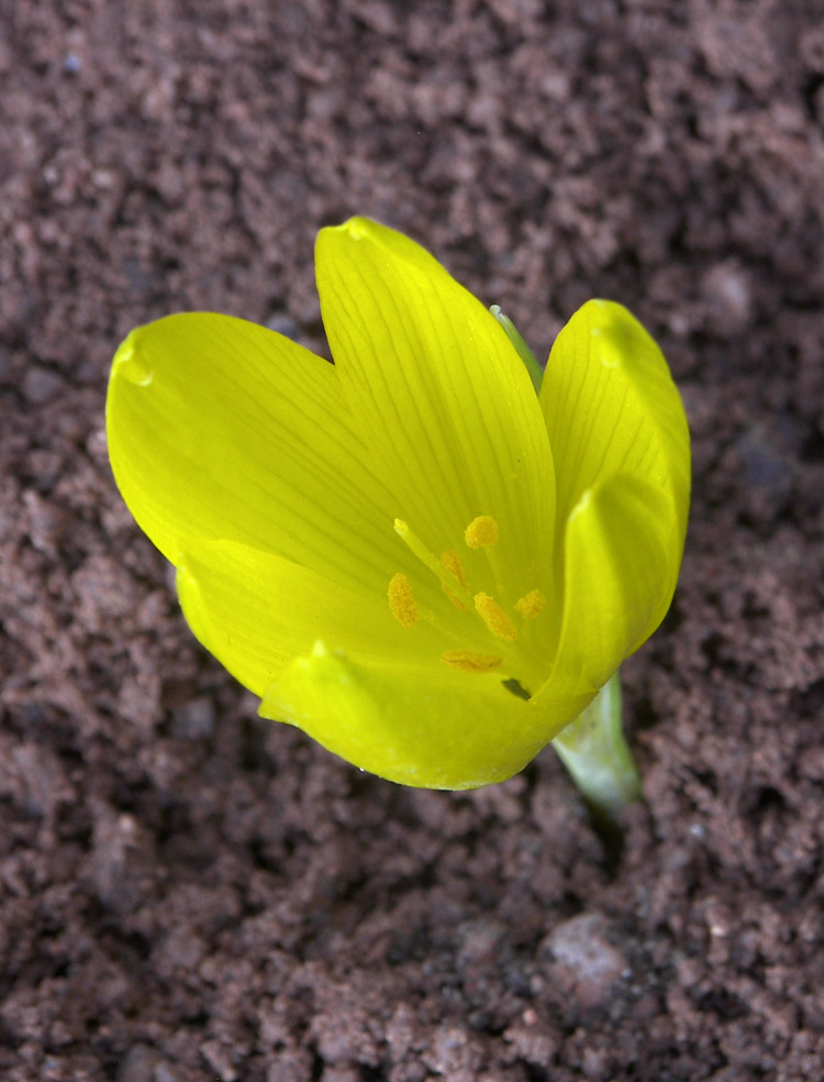 Image of Sternbergia clusiana specimen.