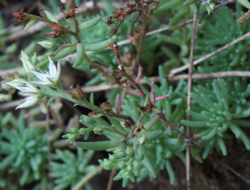 Image of Sedum pallidum ssp. bithynicum specimen.